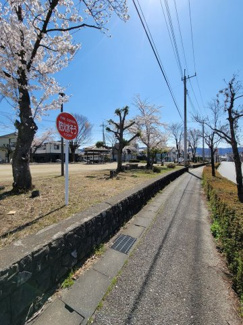 【周辺】 | 甲府市国母8丁目 Ｈ12年築 ラフィーネ国母 内装一新 5階 | 4月4日　桜が満開な国母南公園（マンションから徒歩1分）
