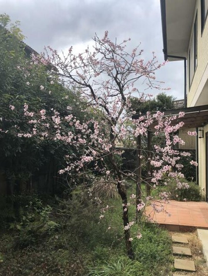 【庭】 | S22078-岩倉南