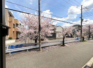 【展望】 | LDK《北東側》の窓から見える桜並木は、ここのポジションならではの特別なプレゼントですね。結構有名な『堀池さくら並木路』春になると桜が咲いて自宅でお花見が楽しめちゃいます。