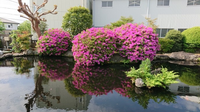 【土地6筆、建物2棟】比企郡鳩山町　中古戸建の庭