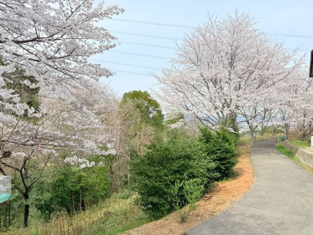 海南市七山中古戸建　2棟セット売りの庭