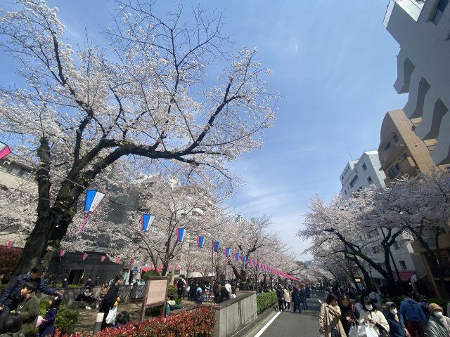 今年の桜まつりの様子です
