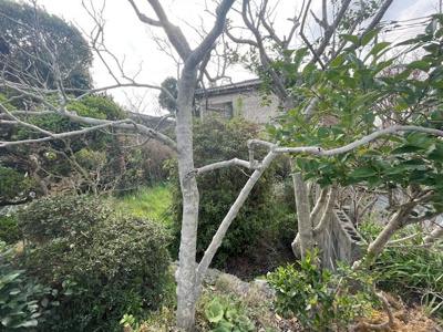 【周辺】 | 山川町土地