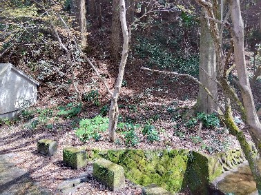 売土地　田方郡函南町平井の前面道路含む現地写真|閑静な住宅地に位置しています。車通りが少なく騒音も気にならない穏やかな環境です。緑豊かな場所にあります。自然を身近に感じる事が出来ます。