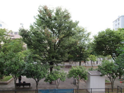 【展望】 | 東光パークハイツ | 公園が目の前で緑がたくさん