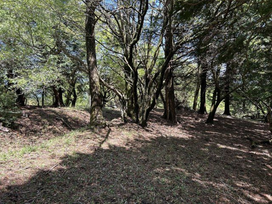 【外観】 | 天城高原別荘地　売地