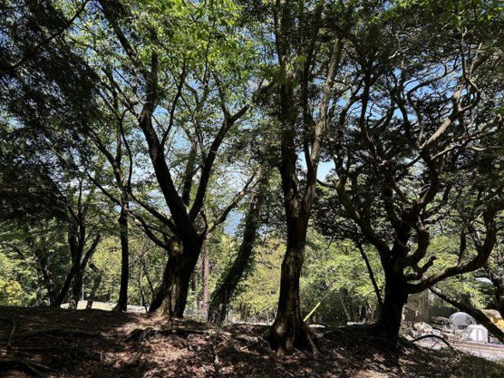 【展望】 | 天城高原別荘地　売地