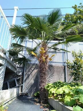 【庭】 | 伊東市宇佐美　戸建