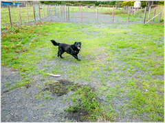 【その他】 | ■ドッグラン■
ゴルフ場クラブハウス前にあり、通年ご利用いただけます。
愛犬のストレス発散と運動不足を解消できそうです。