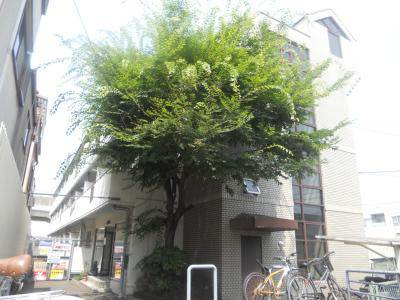 シャルトヤマハの外観