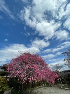 【庭】 | 出水市麓武家屋敷戸建