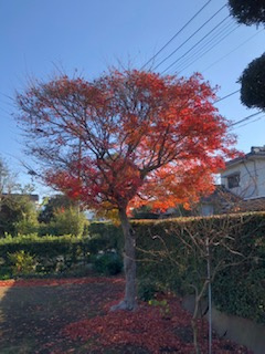 【庭】 | 出水市麓武家屋敷戸建