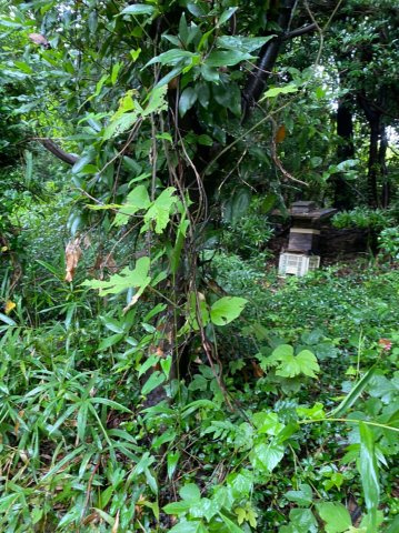 愛知県蒲郡市神ノ郷　土地の周辺