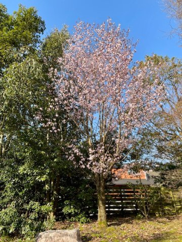 大津市北比良中古住宅の庭