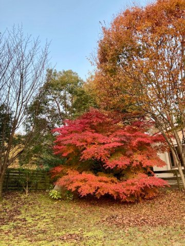 大津市北比良中古住宅の庭