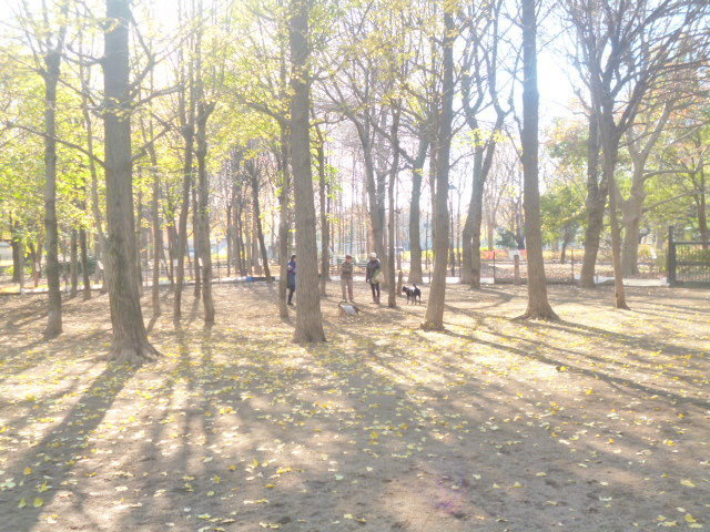 Marigoldのその他|城北中央公園
