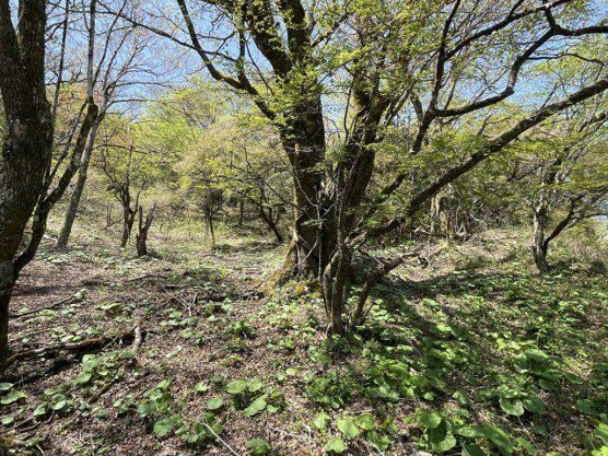 【外観】 | 東急天城高原　売地