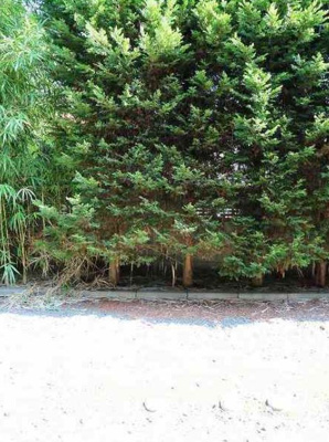 【展望】 | アンプルールブワmer