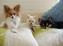 パレイシャルⅡの画像