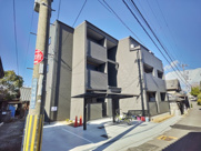 Stella collinaの画像