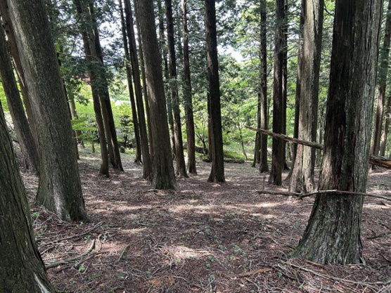 【外観】 | 東急天城高原　売地