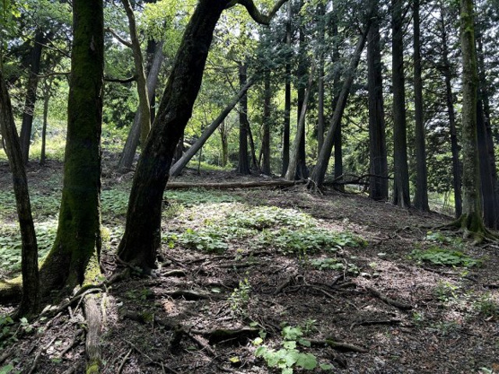 【外観】 | 東急天城高原　売地