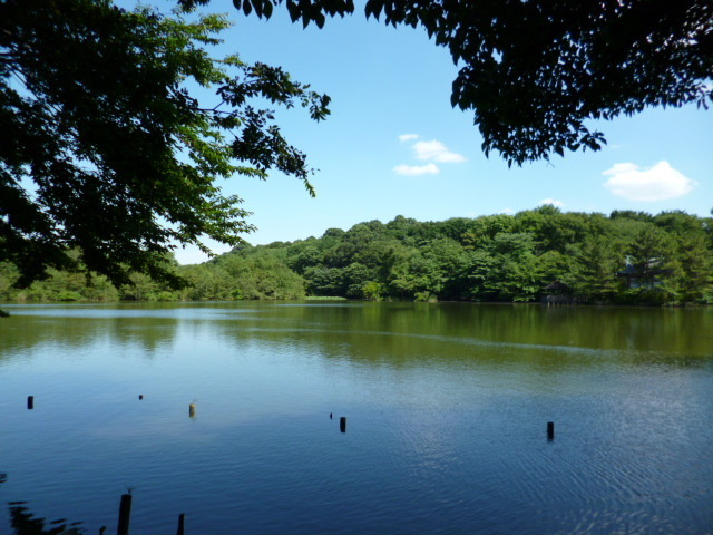 アルカディア石神井Ⅱの周辺|都立石神井公園