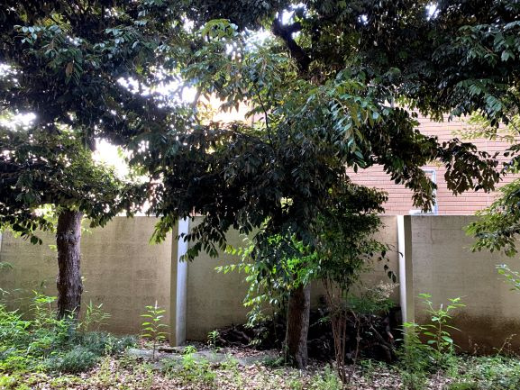 サウスウイングの展望