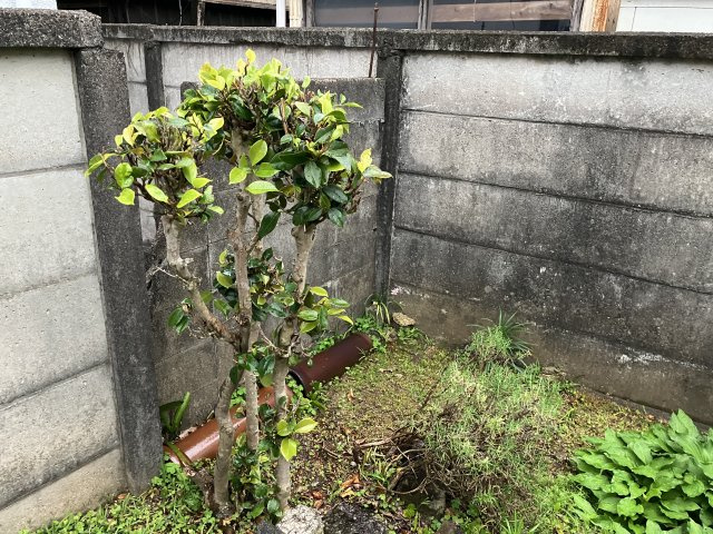 売地　豊橋市東小浜町の前面道路含む現地写真