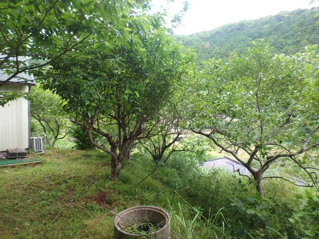 S1726H　落合中古住宅の庭