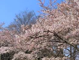 【周辺】 | 鹿島公園がすぐ近くにあり、贅沢な自然を楽しめる環境です！