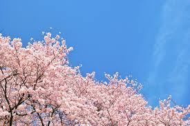 【周辺】 | バス通り沿いの桜並木は圧倒される景観です！