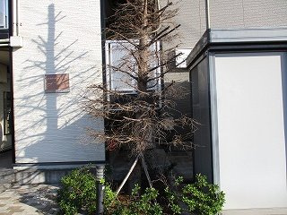 レオパレスカトレヤのその他