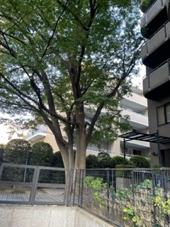 【その他共用部分】 | 仙台坂アルカディア