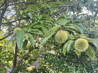 【庭】 | 岡崎市保久町字大束戸建