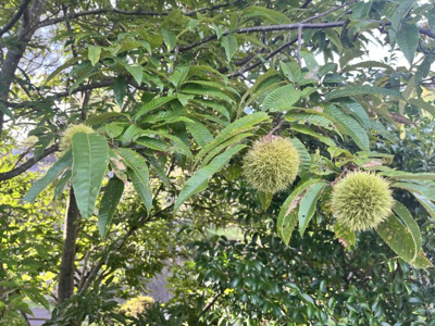 【トイレ】 | 岡崎市保久町字大束戸建