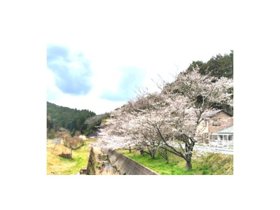 【その他】 | 岡崎市保久町字大束戸建 | 桜並木（物件から約230ｍ）