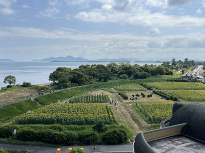 【展望】 | 琵琶湖アーバンリゾート1番館 | ひまわり畑①