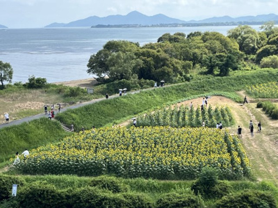 【展望】 | 琵琶湖アーバンリゾート1番館 | ひまわり畑②