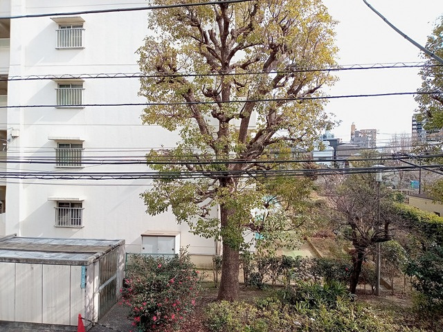 メゾン住吉の展望|眺望