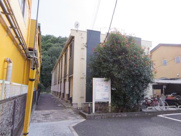 レオネクスト桑の葉の画像