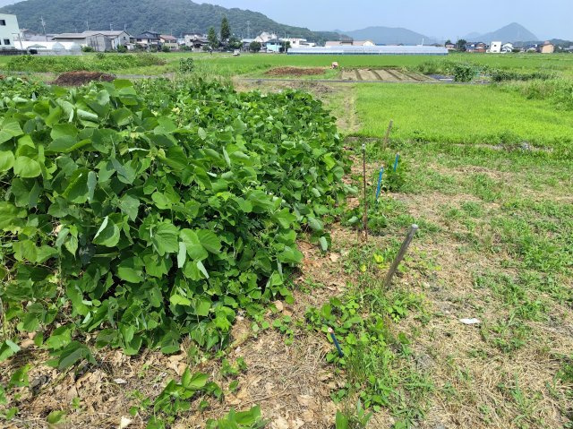 ６５５２２　本巣市曽井中島土地の外観