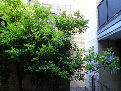 【展望】 | セレ渋谷本町