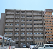 プラナス桜の画像