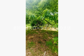 【その他】 | 丹波市山南町谷川