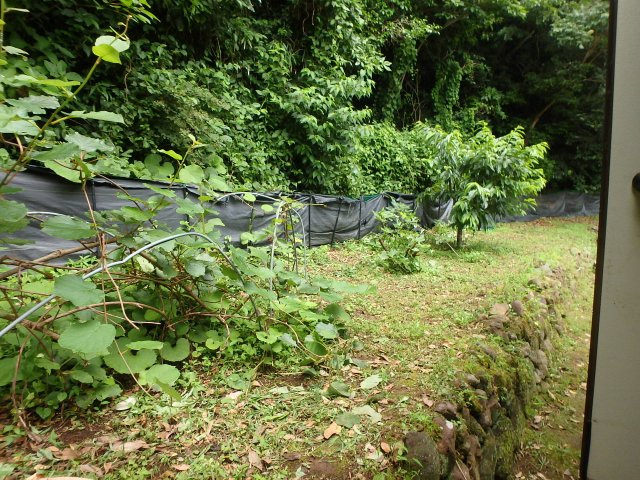 M0247H　入間中古別荘の庭