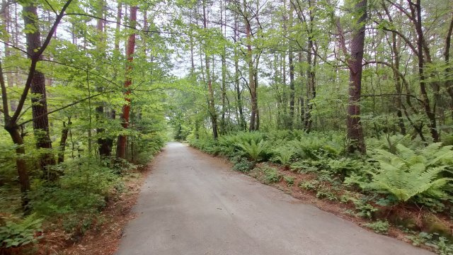 浅間ハイランドパーク1,000㎡以上の広々とした土地の前面道路含む現地写真