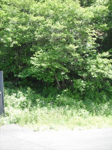 西郷村大字小倉田字黒森　土地199坪の外観