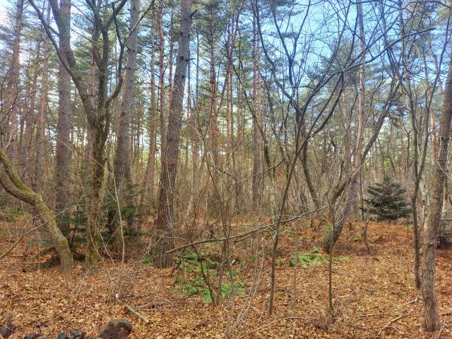 浅間ハイランドパーク200万円以下でセキュリティゲートから離れていて静かな土地のその他