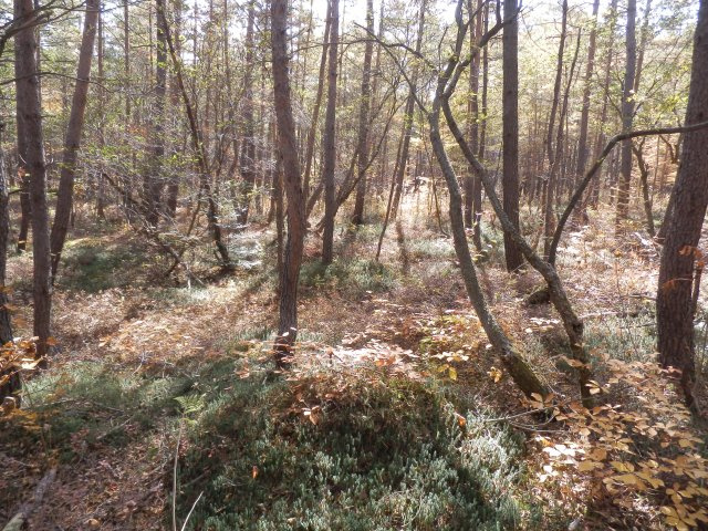 浅間ハイランドパーク沢に面した土地のその他